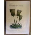 Memoria vegetale e altri scritti di bibliofilia (La)